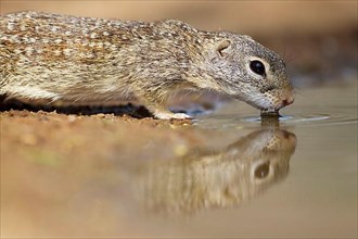 Mexican mexican ground squirrel