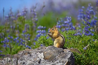 Adult Cascade golden-mantled ground squirrel