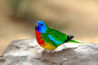 Scarlet-breasted Parrot
