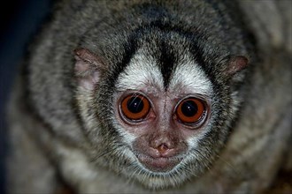 Eastern grey-throated night monkey