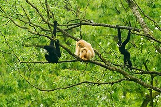 Family group of Northern northern white-cheeked gibbon