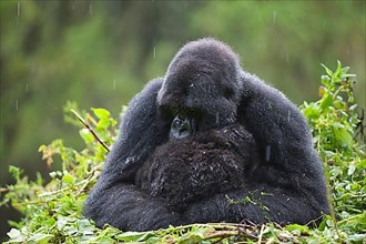 Mountain gorilla