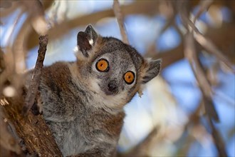 Adult white-footed sportive lemur