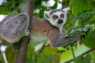 Adult ring-tailed lemur