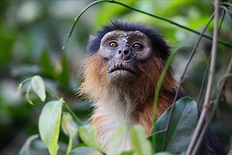 Western red colobus