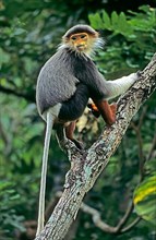 Red Shanked Douc Langur