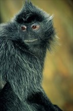 Leaf-silvered monkey