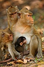 Crab-eating macaques