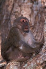 Assamese assam macaque