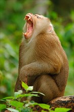 Northern Pig-tailed Macaque