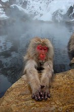Red-faced macaque