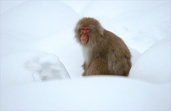 Red-faced Macaque