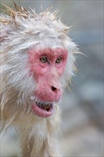 Red-faced macaque