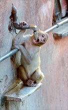 Juvenile rhesus macaque