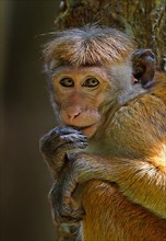 Toque toque macaque