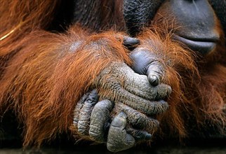 Orang bornean orangutan