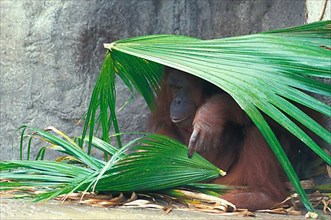 Orang bornean orangutan