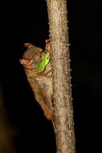 Adult spectral tarsier