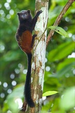 Brown-mantled tamarin