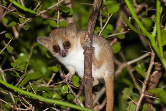 Reddish-gray mouse lemur