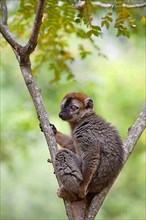 Red-fronted brown red-fronted lemur
