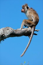 Ceylon hat monkey