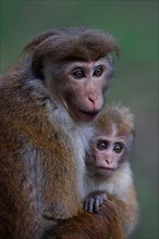 Ceylon Hat Monkey