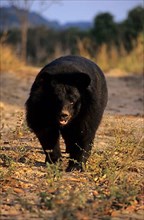 Asiatic black bear