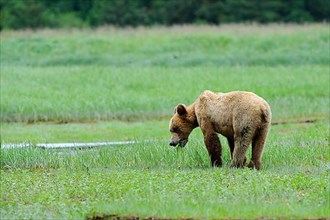 Grizzly bear