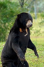 Malayan sun bear
