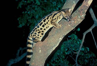 Southern Large Spotted Genet