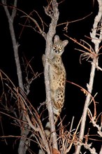 Large-spotted Genet