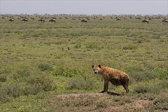 Spotted Hyena
