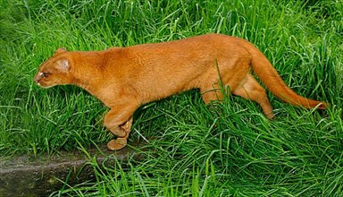 Jaguarundi