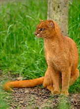 Jaguarundi