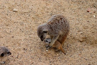 Meerkat Meerkat