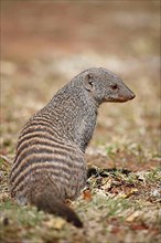 Banded mongoose