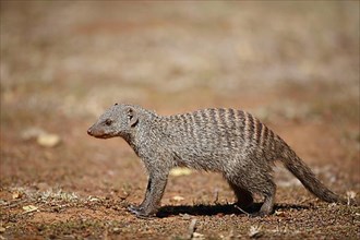 Banded mongoose