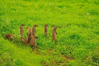 Family group of banded mongooses