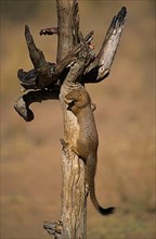 Slender slender mongoose