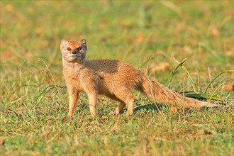 Fox mongoose