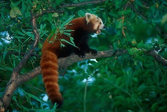 Red or Lesser Panda