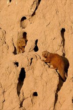 Southern Dwarf Mongoose