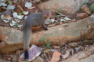Indian red mongoose
