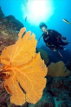 Diver and giant sea fan