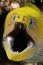 Yellow-edged moray