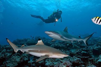 Diver and blacktip reef shark