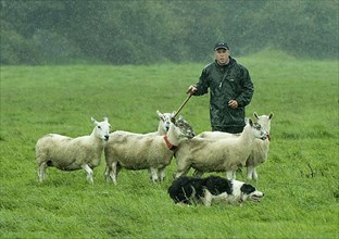 Shepherd with Border Collie