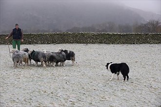 Shepherd with Border Collie herding Herdwick sheep