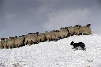Border Collie herding sheep